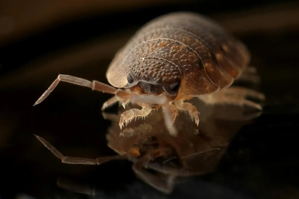 Bed-Bug-Treatment - Plainview Pest Control Pros | Plainview, NY | 516-990-3759